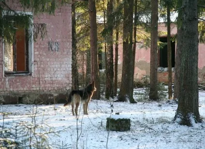 Що роблять з бездомними собаками в Ярославлі - спостережний пункт (собаками) Що роблять з бездомними собаками в Ярославлі - спостережний пункт
