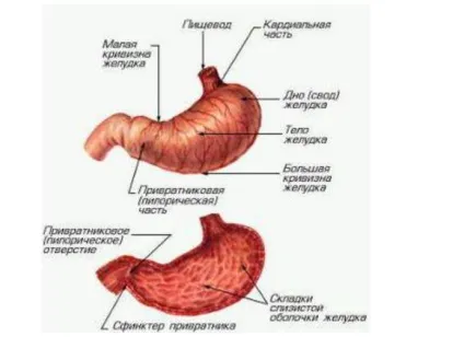 Що їсти коли болить шлунок що є, якщо болить живіт, два апельсина