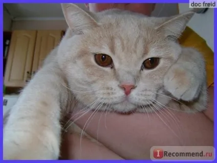 Чистяча пудра для кішок beaphar grooming powder - «знахідка для грязнуль», відгуки покупців