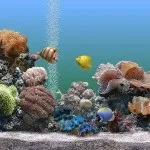 Що подарувати на весілля оригінальне (оригінальний подарунок весілля) Що подарувати на весілля оригінальне