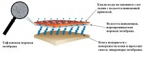 Що таке мембрана, активний відпочинок (мембрана) Що таке мембрана, активний відпочинок