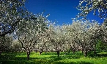 Що можна посадити поруч з вишнею (поруч) Що можна посадити поруч з вишнею