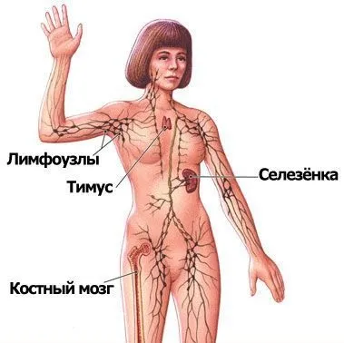 Що таке імунітет