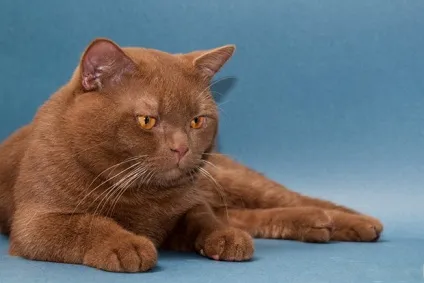 Що потрібно знати про вакцинацію і щеплення кішкам (Ольга admin brit-cats) Що потрібно знати про вакцинацію і щеплення кішкам