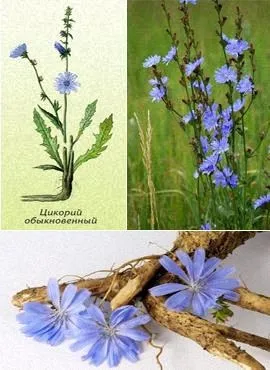 Цикорій корисні властивості, користь, фото (половині склянки приймають день) Цикорій корисні властивості, користь, фото