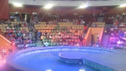Цирк на воді