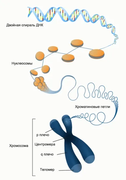 Що таке хромосома