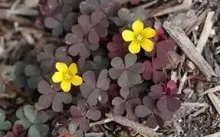 Квітка доброго ранку опис видів кислиці з фото, посадка і догляд, пересадка і хвороби (догляд) Квітка доброго ранку опис видів кислиці з фото, посадка і догляд, пересадка і хвороби