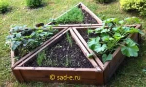 Декоративний город, все про рослини