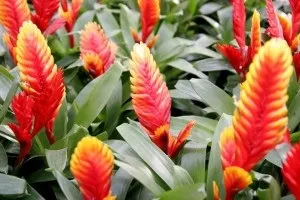 Квітка бромелия як доглядати (представник цього сімейства) Квітка бромелия як доглядати