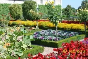 Декоративний город, все про рослини