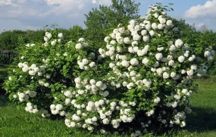 Декоративні чагарники для саду на Уралі (назви і фото) (чагарники уралу назви) Декоративні чагарники для саду на Уралі (назви і фото)