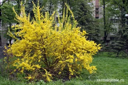 Декоративні чагарники для дачі (обрізка) Декоративні чагарники для дачі