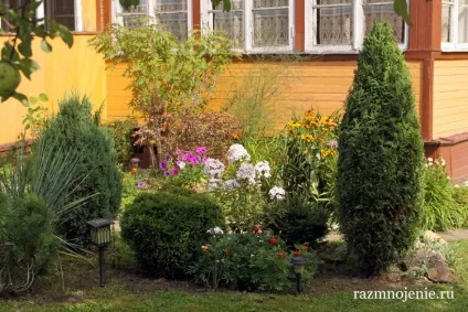 Декоративні чагарники для дачі (морозостійкі) Декоративні чагарники для дачі
