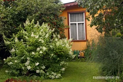 Декоративні чагарники для дачі (чагарникові) Декоративні чагарники для дачі