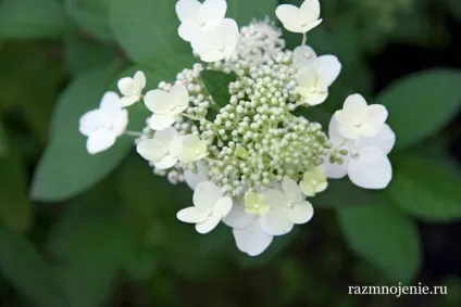 Декоративні чагарники для дачі (дача) Декоративні чагарники для дачі