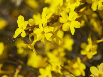 Квітка жасмин кімнатний догляд в домашніх умовах (кімнатний) Квітка жасмин кімнатний догляд в домашніх умовах