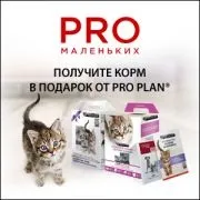 Чи робити кішці щеплення