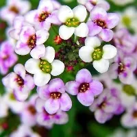 Дерево диявола або квітка бругмансия - правила догляду і вирощування в домашніх умовах (бругмансия посадка і догляд у відкритому грунті) Дерево диявола або квітка бругмансия - правила догляду і вирощування в домашніх умовах