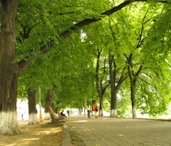 Дерево липа, цілющий і красиве