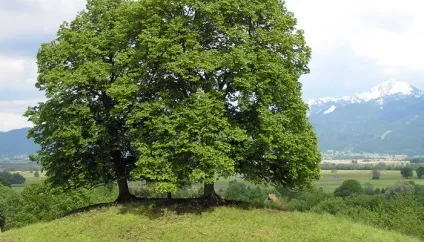 Дерево липа опис, посадка і догляд, фото (липа) Дерево липа опис, посадка і догляд, фото