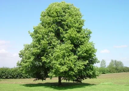 Дерево липа опис, посадка і догляд, фото (дерево) Дерево липа опис, посадка і догляд, фото