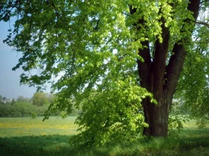 Дерево липа опис, посадка і догляд, фото (посадка) Дерево липа опис, посадка і догляд, фото