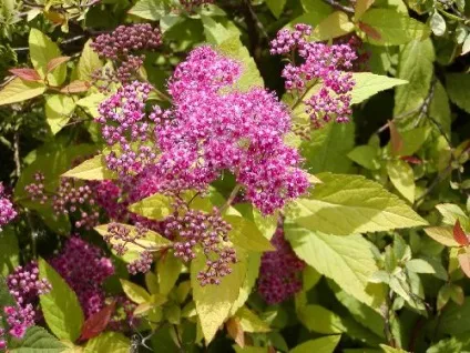 Сільський портал - ландшафтний дизайн спірея (дизайн) Сільський портал - ландшафтний дизайн спірея