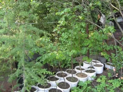 Дерево липа опис, посадка і догляд, фото (дерево) Дерево липа опис, посадка і догляд, фото