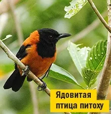 Дев'ять кіл отрути
