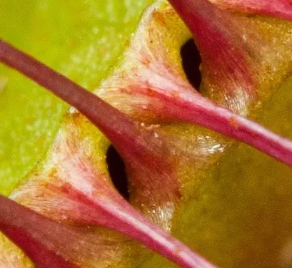 Діонея - dionaea фото, умови вирощування, догляд та розмноження (умови) Діонея - dionaea фото, умови вирощування, догляд та розмноження