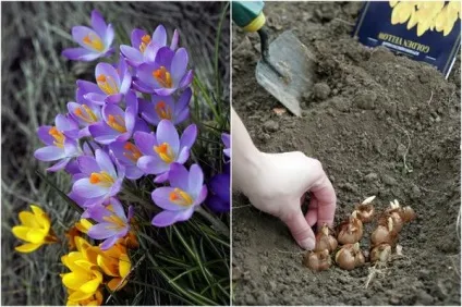 Дизайнерські способи осінньої посадки цибулинних (посадки) Дизайнерські способи осінньої посадки цибулинних