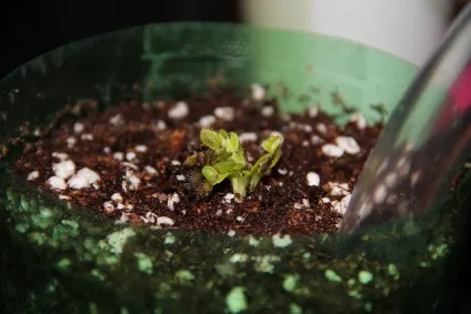 Діонея - dionaea фото, умови вирощування, догляд та розмноження (догляд) Діонея - dionaea фото, умови вирощування, догляд та розмноження