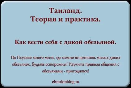 Дикі мавпи, блог про Таїланді