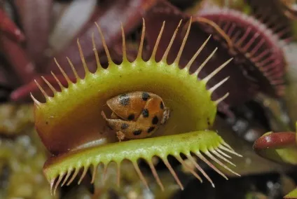 Діонея - dionaea фото, умови вирощування, догляд та розмноження (температура) Діонея - dionaea фото, умови вирощування, догляд та розмноження