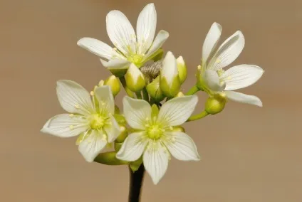Діонея - dionaea фото, умови вирощування, догляд та розмноження (розмноження) Діонея - dionaea фото, умови вирощування, догляд та розмноження