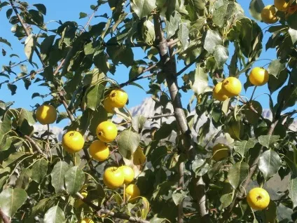 Дика груша - відмінний профілактичний засіб при захворюваннях (відмінне) Дика груша - відмінний профілактичний засіб при захворюваннях