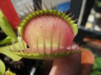 Діонея - dionaea фото, умови вирощування, догляд та розмноження (освітлення) Діонея - dionaea фото, умови вирощування, догляд та розмноження