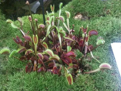 Діонея - dionaea фото, умови вирощування, догляд та розмноження (dionaea) Діонея - dionaea фото, умови вирощування, догляд та розмноження