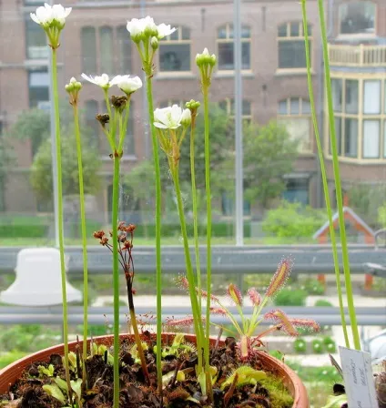 Діонея - dionaea фото, умови вирощування, догляд та розмноження (умови) Діонея - dionaea фото, умови вирощування, догляд та розмноження