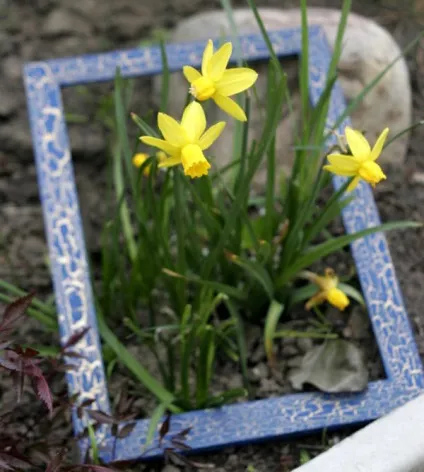 Дизайнерські способи осінньої посадки цибулинних (цибулинних) Дизайнерські способи осінньої посадки цибулинних