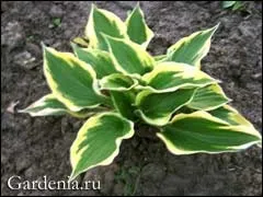 Хости класифікація за розміром куща (хости) Хости класифікація за розміром куща
