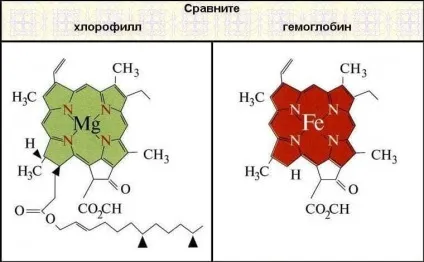 Хлорофіл - докладна інформація