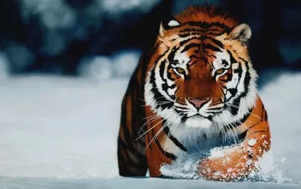 Хиже сімейство котячих