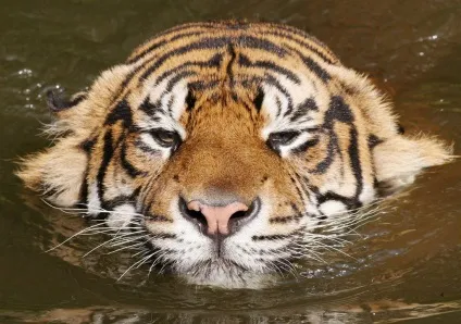 Хиже сімейство котячих