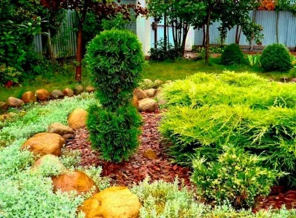 Хвойний миксбордер фото, пристрій, розташування (хвойний миксбордер схеми) Хвойний миксбордер фото, пристрій, розташування
