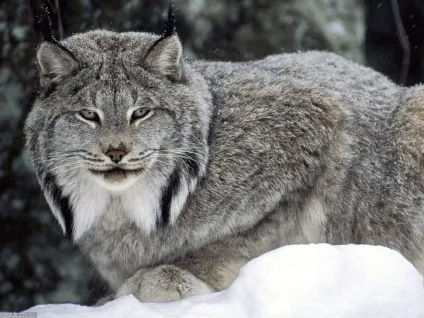 Хиже сімейство котячих