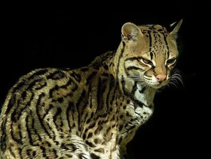 Хиже сімейство котячих