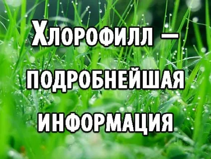 Хлорофіл - докладна інформація