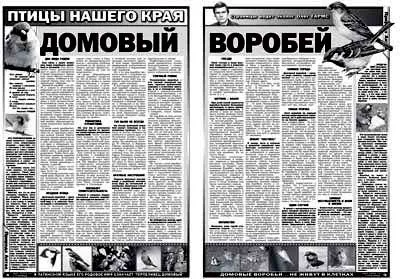будинковий горобець